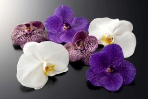 PFCD - article_les-fleurs - Orchidées